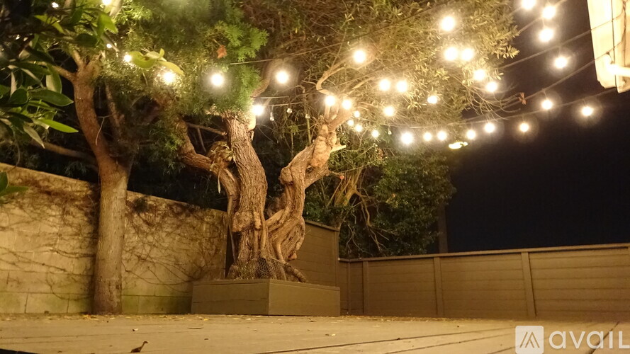 A tree with lights strung around it.
