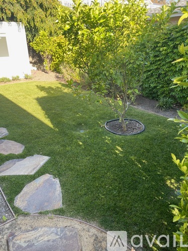 A small tree in a pot sits in a grassy area with rocks around it.