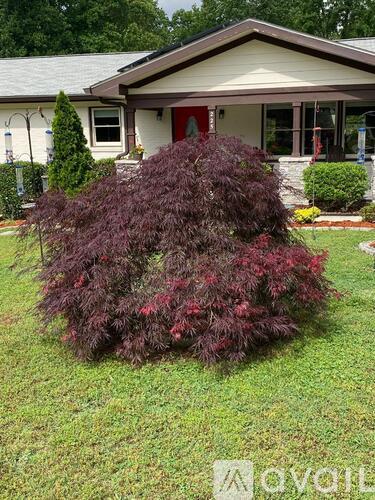 A small tree with purple leaves is in the front yard of a house.