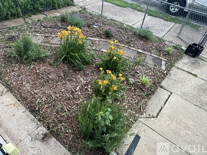 A garden with yellow flowers and green plants.