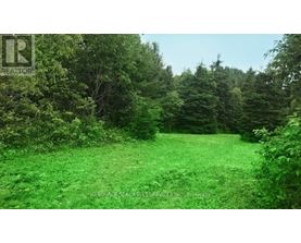 A lush green forest with a clear sky above.