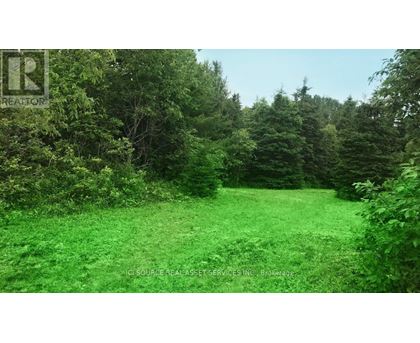 A lush green forest with a clear sky above.
