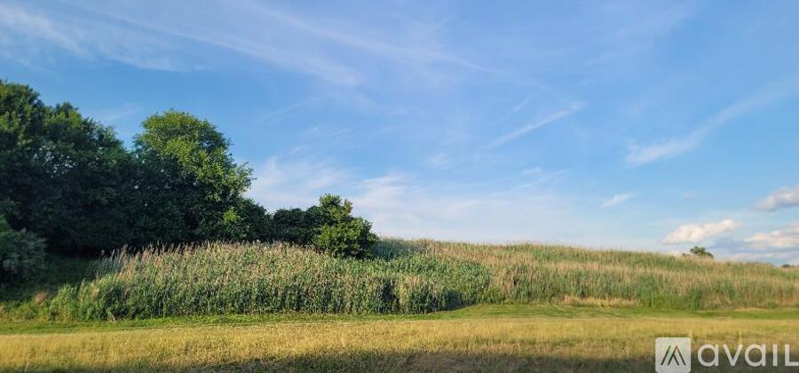 A field with tall grass and trees under a blue sky.