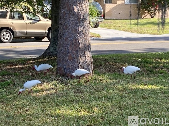Four white birds are standing on the grass near a tree.