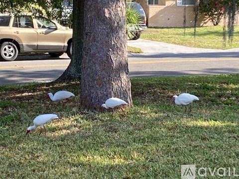 Four white birds are standing on the grass near a tree.