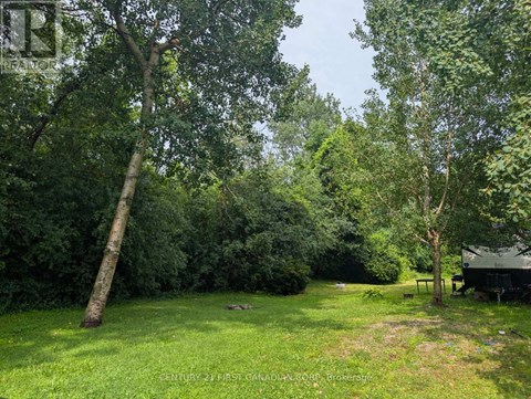A lush green yard with a tree and a shed.