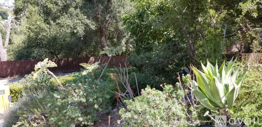 A garden with a variety of plants and trees.