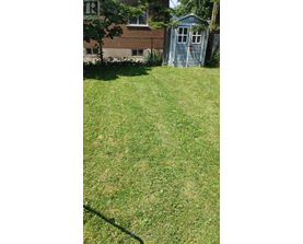 A green lawn with a shed and a tree in the background.