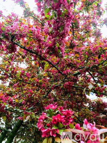 A tree with pink flowers in full bloom.