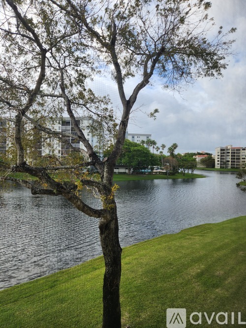 A tree stands in front of a body of water with buildings in the background.