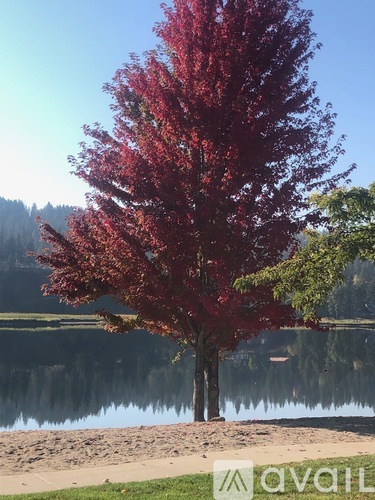 A tree with red leaves stands by a lake.