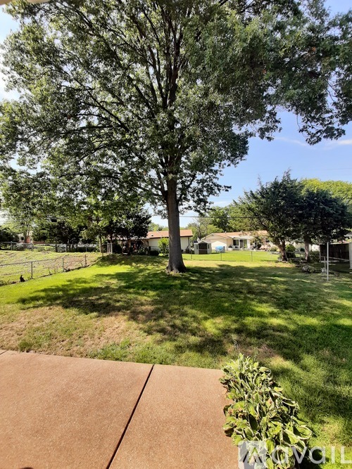 A large tree stands in a grassy area next to a sidewalk.