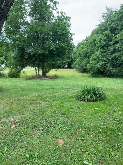 A grassy field with trees and bushes in the background.