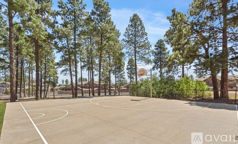A basketball court surrounded by tall pine trees.