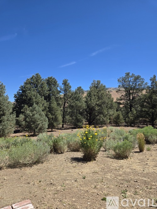 A field with green plants and trees in the background.