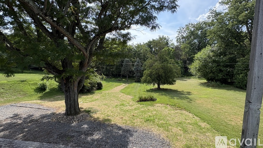 A tree in a grassy area with a path leading through the trees.
