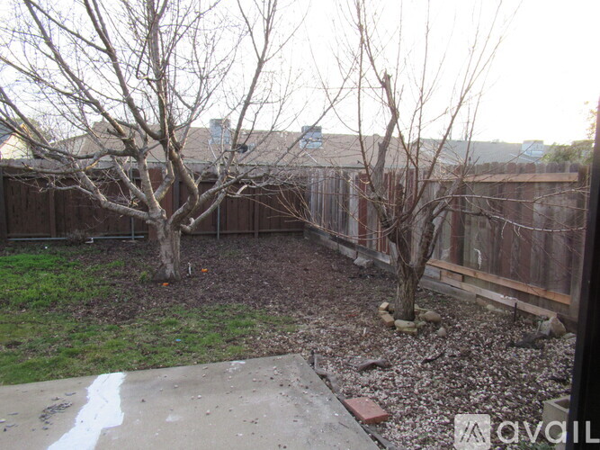 A backyard with a fence and two leafless trees.