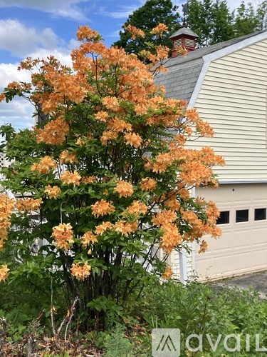 A tree with orange flowers in front of a house.