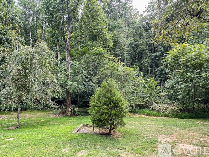 A small tree is in the middle of a grassy area.