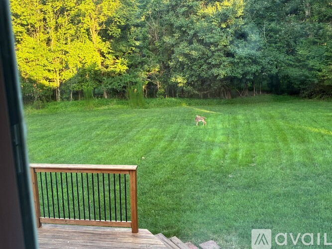 A dog is standing in a grassy field.