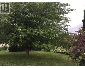 A tree in a grassy area with a sign that says REALTOR.