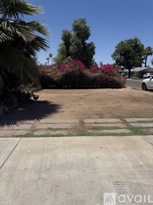 A concrete area with a palm tree and bushes in the background.