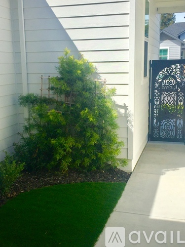 A small green bush is in front of a white house.