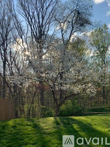 A tree with white blossoms stands in a grassy field.