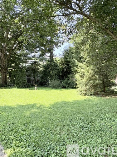 A field of green plants with trees in the background.