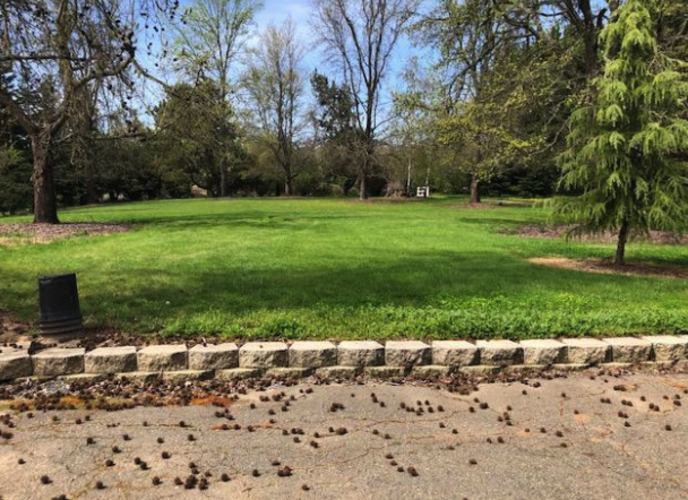 A park with a grassy area and trees.