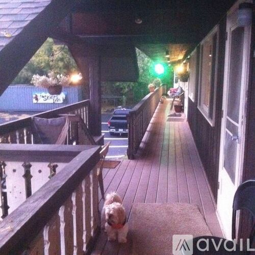 A dog is standing on a wooden deck.
