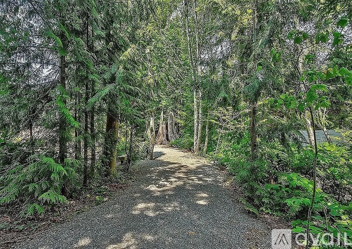 A gravel path winds through a forest of tall trees.