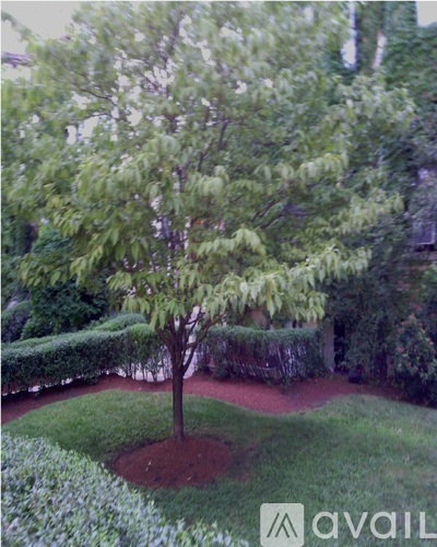 A tree in a garden with a hedge and a red path.