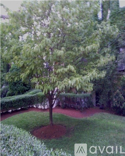 A tree in a garden with a hedge and a red path.