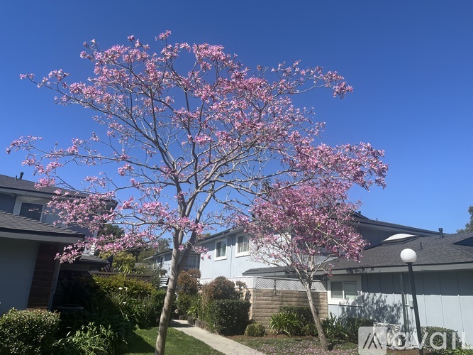 A tree with pink blossoms stands in front of a house.