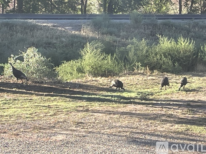 Four birds are walking in the grass.