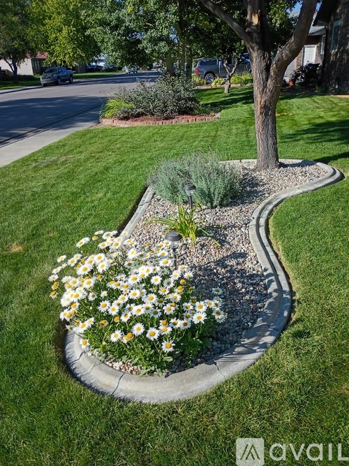 A garden with a curved border and a tree in the middle.