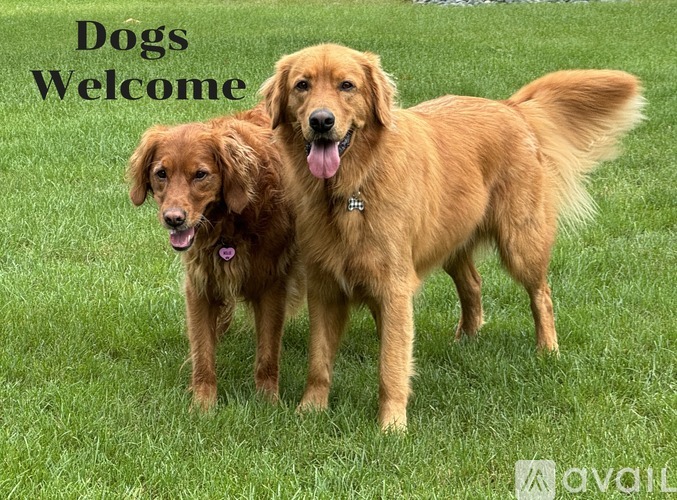 Two dogs standing on grass with the text "Dogs Welcome" above them.
