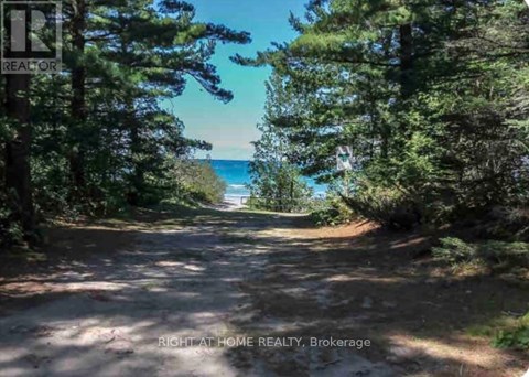 A dirt road with trees on both sides leading to a beach.
