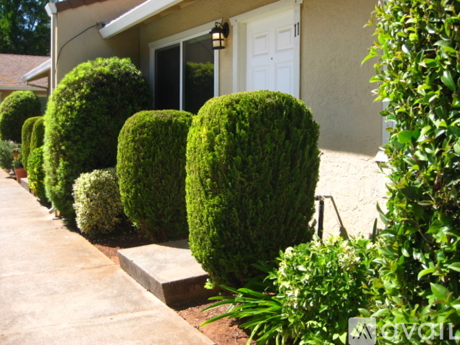 A row of green bushes line a concrete walkway.