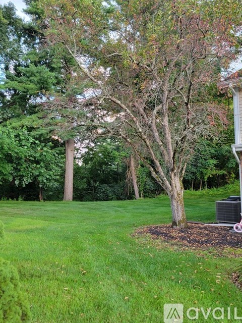 A tree with brown leaves stands in a grassy area.