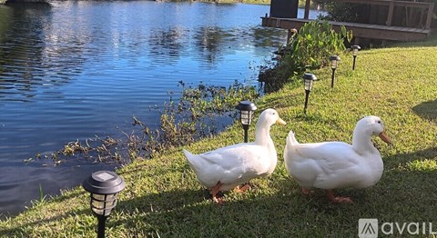 Two white ducks are sitting on the grass by the water.