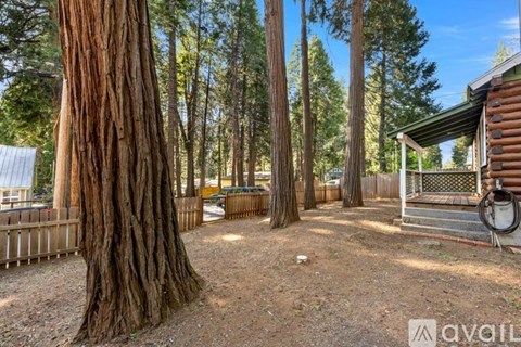 A large tree stands in the middle of a yard.
