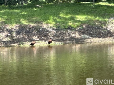 Two birds are standing in the water.