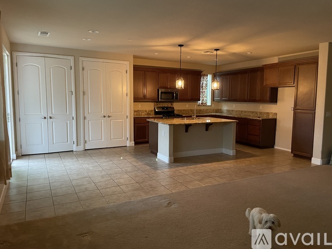 A dog is standing in the middle of a kitchen.