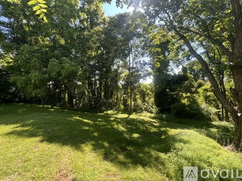 A lush green forest with sunlight filtering through the trees.