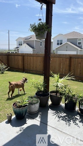 A dog is standing in a backyard with a variety of potted plants.