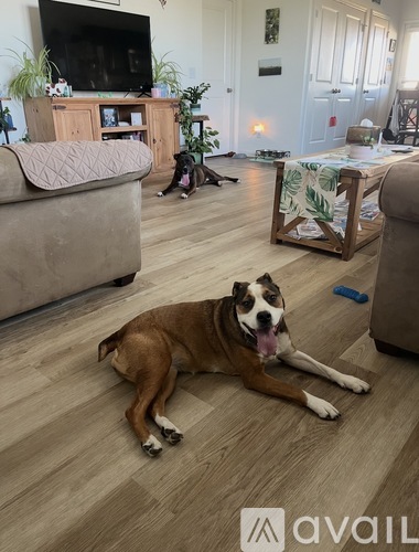 A dog is lying on the floor in a living room.