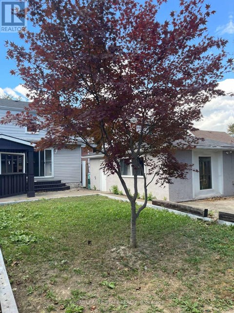 A tree with red leaves stands in a grassy yard in front of a house.