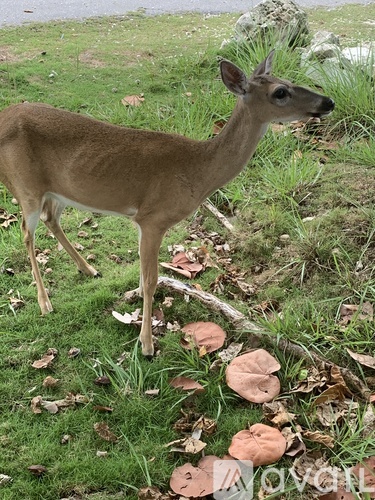 A deer standing in a grassy area with leaves on the ground.